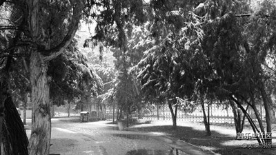 黑白影像,伊寧,忽如一夜春風來，千樹萬樹梨花開