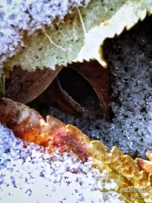 初冬大地之午餐“愛的結(jié)晶”。????