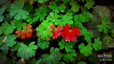 紅綠