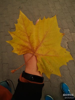 被楓葉劃傷了手