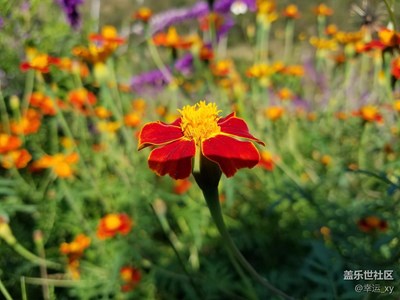 【S7拍攝】冬天也如此美麗