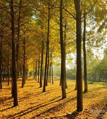 晨光，溫潤(rùn)了冬的寒涼。