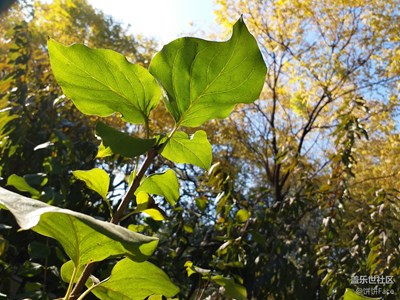 你拜了個呆門！當(dāng)三星C9 Pro邂逅三里屯東五街