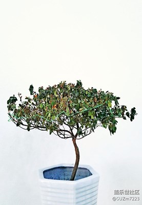 平時拿手機(jī)隨拍的。