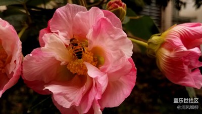 三星S7edge不愧為拍照旗艦——花卉篇