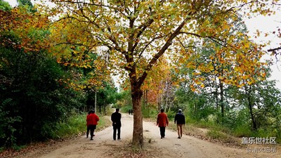 新版社區(qū)發(fā)帖的第一改善是大圖