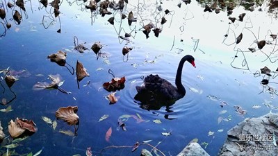 2.0版本終于如約來了