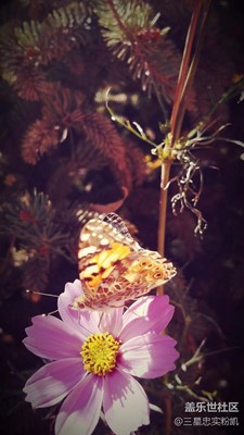 細(xì)嗅薔薇。