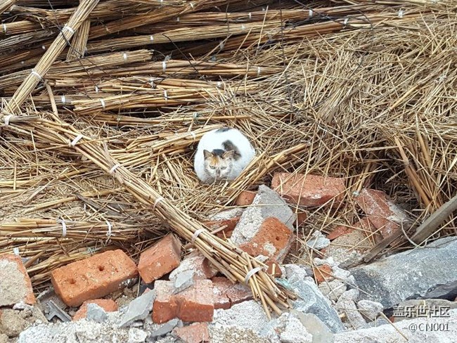 廢墟里的小貓咪，警惕的看著你