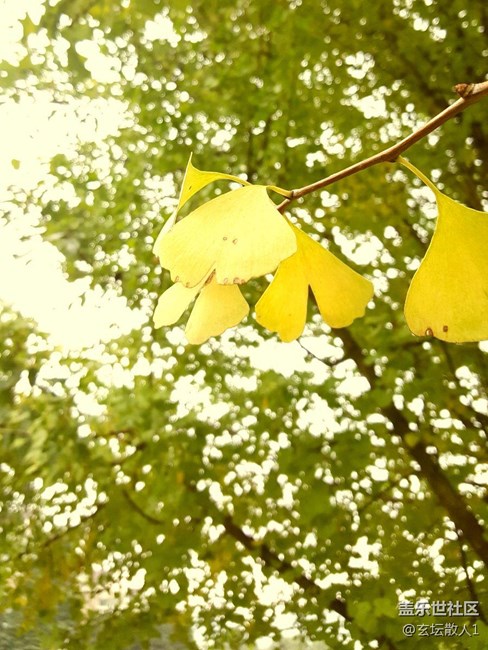 深秋，測試Note5的美圖效果