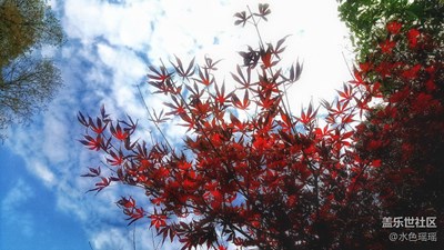 【霜葉紅于二月花】+武漢+東湖景區(qū)的楓葉