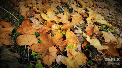 【霜葉紅于二月花】+周口+身邊的紅葉