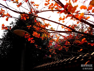 【拍吧攝影周賽第十八期】霜葉紅于二月花