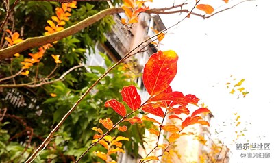 霜葉紅于二月花+綿陽市+山野秋霜漫天紅
