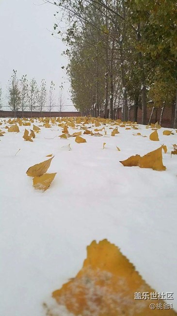 下雪了，s7edge隨手一拍