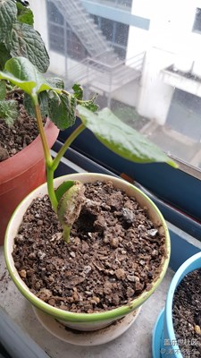 成長中，一切靜好