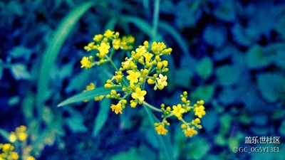 喜歡的一種藍(lán)