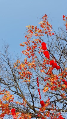 【霜葉紅于二月花】+北京+冬天點綴的紅色