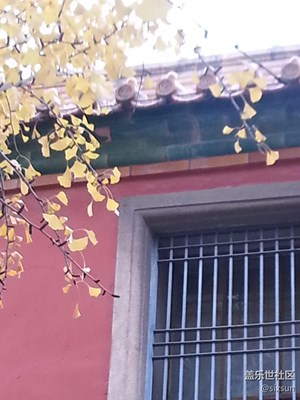 【霜葉紅于二月花】+北京+隨拍