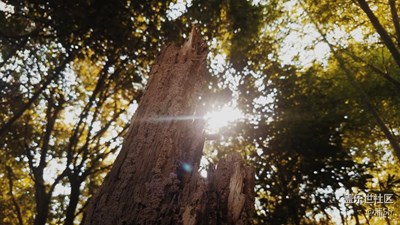 【霜葉紅于二月花】+福建+林中暖陽