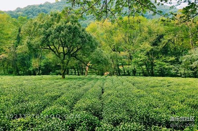 S7,和九溪有個約會