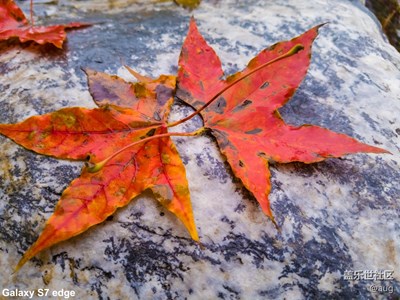 【霜葉紅于二月花】+北京+落葉