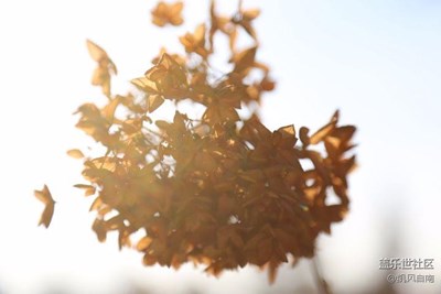【霜葉紅于二月花】+沈陽+枯枝敗葉殘花