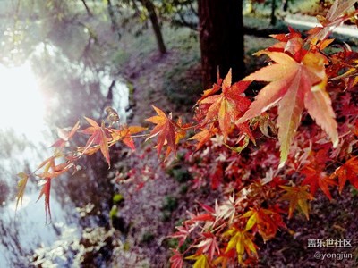 【霜葉紅于二月花】   杭州蕭山余暨公園      楓葉紅了