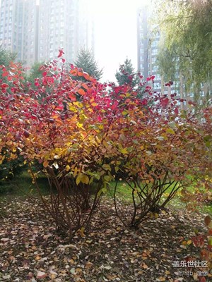 【霜葉紅于二月花】+哈爾濱+金秋的回憶