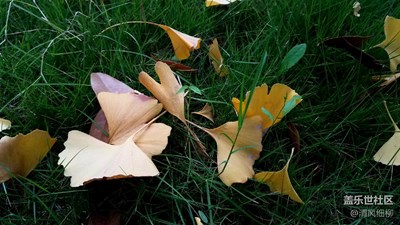 冬來銀杏黃————遲來的愛