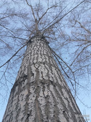 我要長得更高……長得更……高哦哦！????