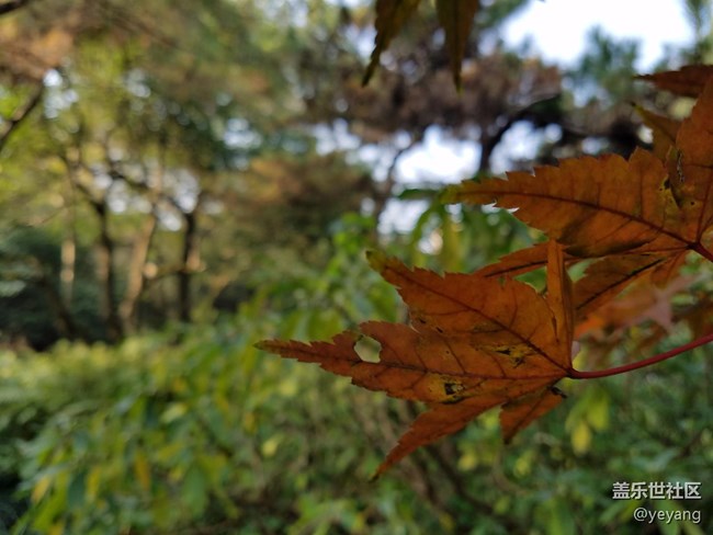 今天在中山公園拍一些照片，還想看看7.0對相機優(yōu)化