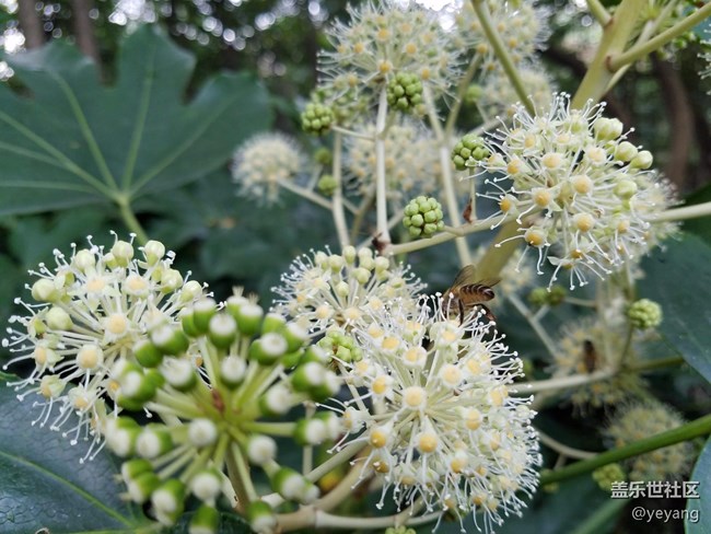 今天在中山公園拍一些照片，還想看看7.0對相機優(yōu)化