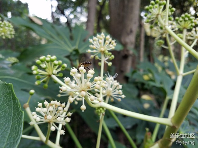 今天在中山公園拍一些照片，還想看看7.0對相機優(yōu)化