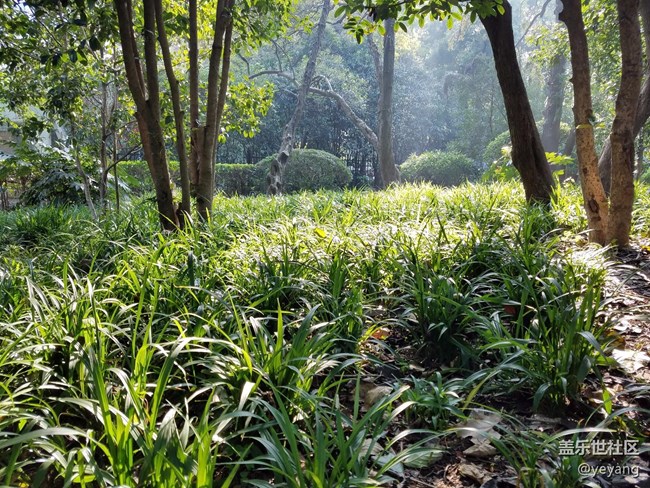 今天在中山公園拍一些照片，還想看看7.0對相機優(yōu)化