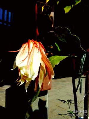 曇花