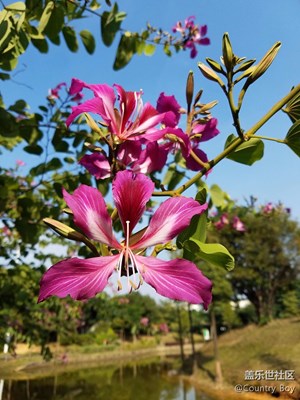 誰(shuí)與爭(zhēng)鋒