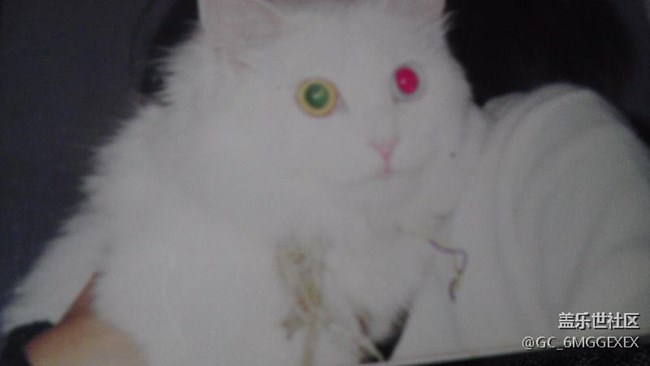 我家咪咪與菲菲。