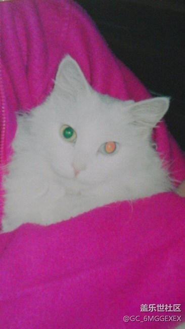 我家咪咪與菲菲。