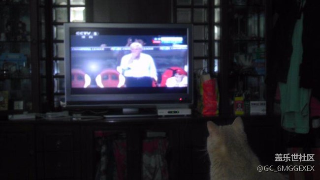 我家咪咪與菲菲。