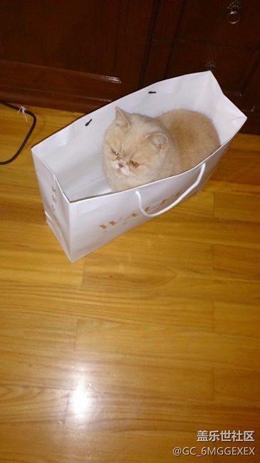 我家咪咪與菲菲。