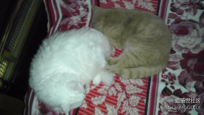 我家咪咪與菲菲。