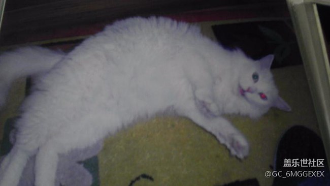 我家咪咪與菲菲。