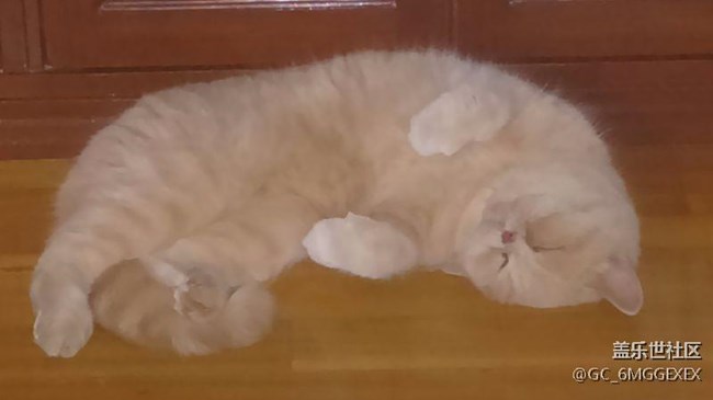 我家咪咪與菲菲。