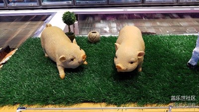 你瞅啥，瞅你咋地！