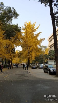 銀杏不錯(cuò)喲