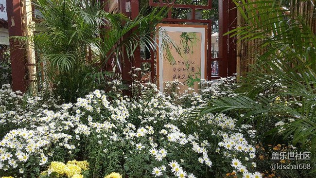 菊展