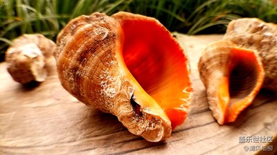 田螺的殼----S7edge