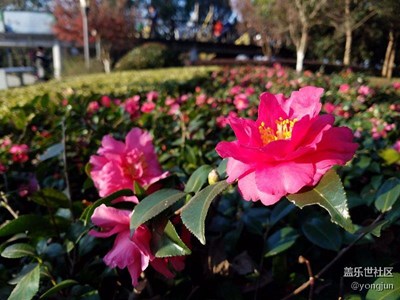 冬日的杭州濱江文化公園