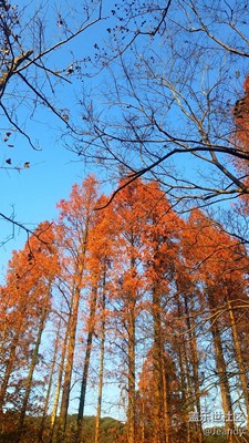 杭州九溪紅葉